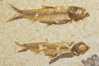 Fossil Fish (Knightia) Mortality Plate - Wyoming #375398