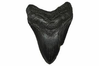 Serrated, Fossil Megalodon Tooth - South Carolina #374755