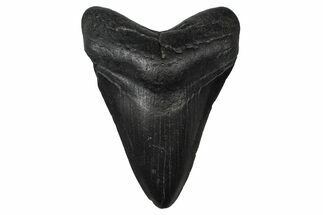 Fossil Megalodon Tooth - South Carolina #374758