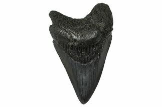 Fossil Megalodon Tooth - South Carolina #374764