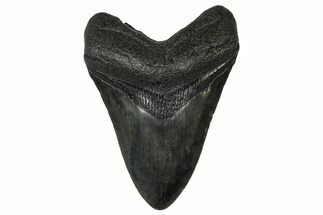 Fossil Megalodon Tooth - South Carolina #374781