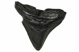 Fossil Posterior Megalodon Tooth - South Carolina #374786