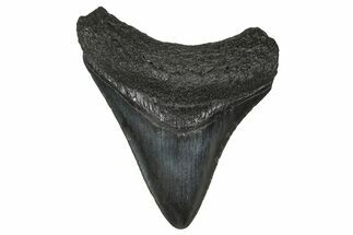 Serrated, Fossil Megalodon Tooth - South Carolina #374800