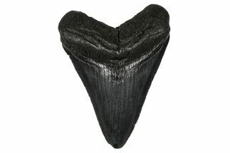 Serrated, Fossil Megalodon Tooth - South Carolina #374807