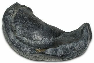 Fossil Whale Ear Bone - South Carolina #375280