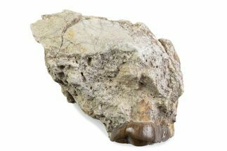 Fossil Running Rhino (Hyracodon) Jaw Section - South Dakota #375418