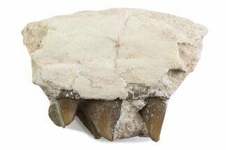 Fossil Running Rhino (Hyracodon) Jaw Section - South Dakota #375424