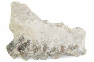 Fossil Oreodont (Merycoidodon) Jaw Section - South Dakota #375501