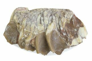 Fossil Oreodont (Merycoidodon) Jaw Section - South Dakota #375512