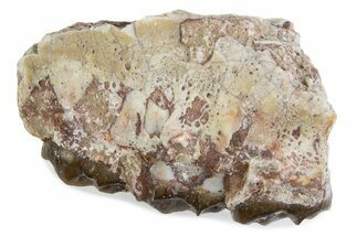 Fossil Oreodont (Merycoidodon) Jaw Section - South Dakota #375515