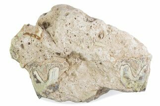 Fossil Oreodont (Merycoidodon) Jaw Section In Rock - South Dakota #375533