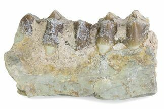 Fossil Oreodont (Merycoidodon) Jaw Section - South Dakota #375543