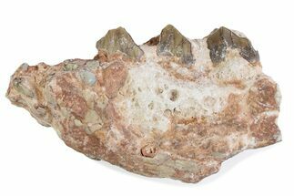 Fossil Oreodont (Merycoidodon) Jaw Section - South Dakota #375547