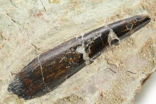 Fossil Pterosaur Tooth in Situ - Dekkar Formation, Morocco #375597