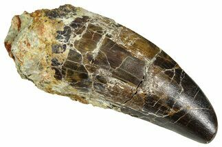 Carcharodontosaurus Tooth In Rock - Dekkar Formation, Morocco #375691