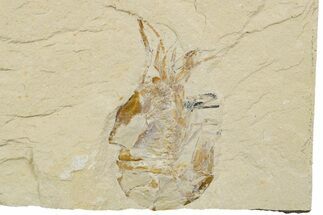 Cretaceous Fossil Shrimp - Lebanon #375783