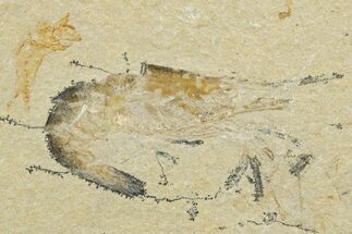Fossil Fish and Shrimp Association - Hjoula, Lebanon #375789