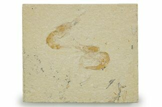 Two Cretaceous Fossil Shrimp - Lebanon #375792