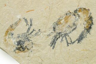 Two Cretaceous Fossil Shrimp - Lebanon #375797