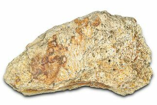 Dinosaur (Triceratops) Frill Shield Section - Montana #373867