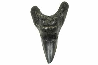 Fossil Shark Teeth For Sale
