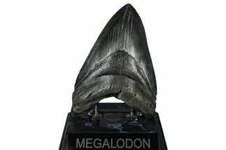Fossil Megalodon Tooth - South Carolina #375813