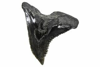 Large, Snaggletooth Shark (Hemipristis) Tooth - South Carolina #375861