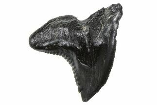 Large, Snaggletooth Shark (Hemipristis) Tooth - South Carolina #375862