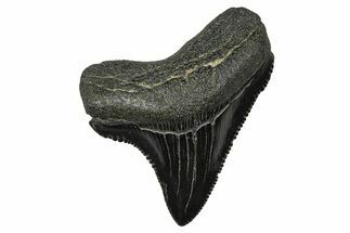 Posterior Juvenile Megalodon Tooth - South Carolina #375896