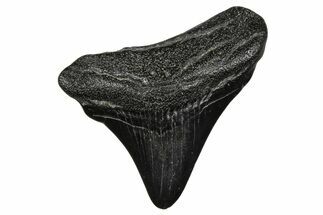 Posterior Juvenile Megalodon Tooth - South Carolina #375897