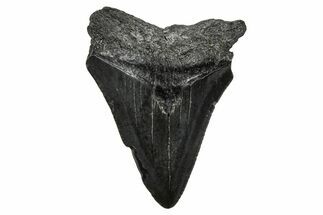 Serrated, Juvenile Megalodon Tooth - South Carolina #375898