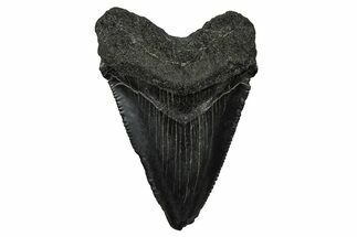 Serrated, Juvenile Megalodon Tooth - South Carolina #375943