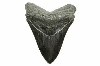 Serrated, Fossil Megalodon Tooth - South Carolina #375848