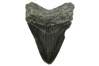 Serrated, Juvenile Megalodon Tooth - South Carolina #375957