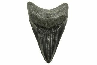 Serrated, Juvenile Megalodon Tooth - South Carolina #375968