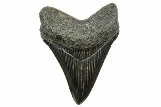 Serrated, Juvenile Megalodon Tooth - South Carolina #375969