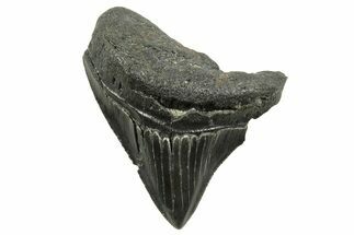 Posterior Juvenile Megalodon Tooth - South Carolina #375970