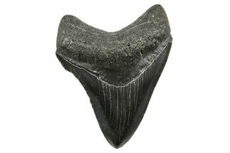 Serrated, Megalodon Tooth - South Carolina #375975