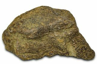 Dinosaur (Triceratops) Frill Shield Section - Montana #373877