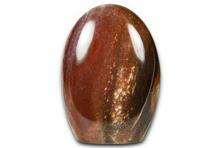Free-Standing, Polished Petrified Wood - Madagascar #376096