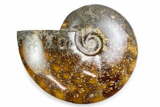 Polished Ammonite (Cleoniceras) Fossil - Madagascar #375902