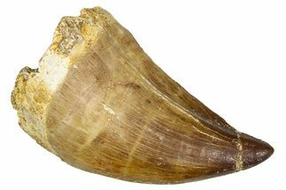 Fossil Mosasaur (Thalassotitan) Tooth - Morocco #374557