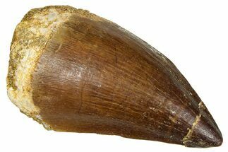 Fossil Mosasaur (Thalassotitan) Tooth - Morocco #374574