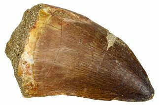 Fossil Mosasaur (Thalassotitan) Tooth - Morocco #374578