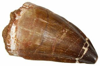 Fossil Mosasaur (Thalassotitan) Tooth - Morocco #374580