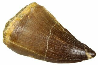 Fossil Mosasaur (Thalassotitan) Tooth - Morocco #374604