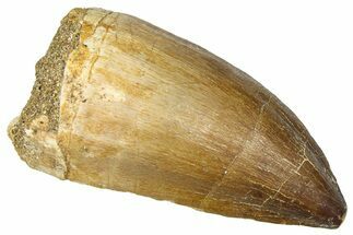 Fossil Mosasaur (Thalassotitan) Tooth - Morocco #374608