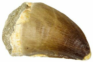 Fossil Mosasaur (Thalassotitan) Tooth - Morocco #374611