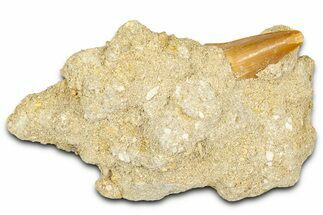 Otodus Shark Tooth Fossil in Rock - Morocco #376178