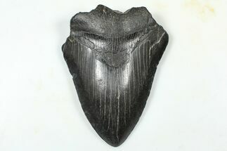 Partial Fossil Megalodon Tooth - South Carolina #376013